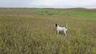 RU CH GROUSE TRAILS BLACK KNIGHT FOR STUD