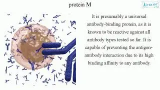 protein M