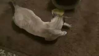My cat reacts to fake vomit