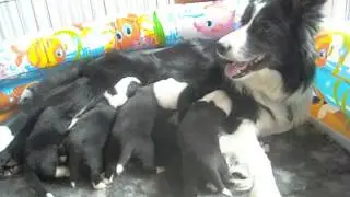 Q'Celtic litter Miriam x Ruben - pupies born 10.05.2015 - 2 week - part 2