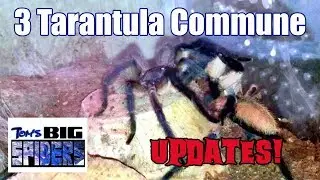 Three Tarantula Communal Setup Updates
