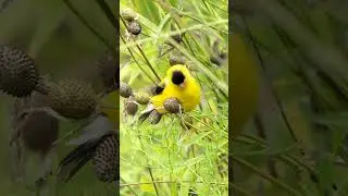 August, 2025. American Goldfinch; . Easy day to bird in the gardens. #BirdingInAction #birdsofusa