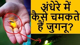अंधेरे में कैसे चमकते हैं जुगनू ? 😲😨 @Facts2021  Mind Blowing Facts Hindi