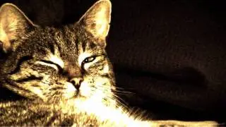 A Bow Jlob theme - Cat in motion