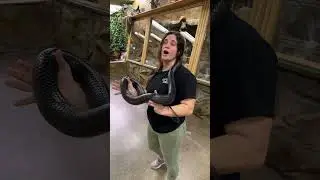 Pico largest 😱 eastern indigo snake 🐍 #shorts #reptiles #eastern #snake #youtubeshorts #viral