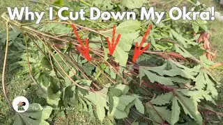 I Cut Down My Okra Plants to Save My Brassicas 