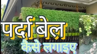 Parda bel ka paudha kaise taiyar kare  || How to grow curtain Vine ||Top creepers plant ||