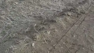 .45 acp vs teacup