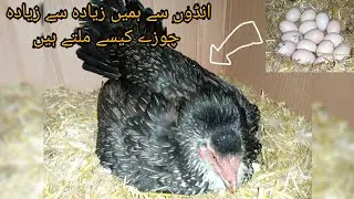 Kurak murgi ko ando py kysy bithay | How we get maximum chicks from eggs | Aseel hen sitting on eggs