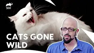 Cat Hostage Situation: How Jackson Helps the Owner? | My Cat From Hell S7 E2,4,6 | Animal Planet