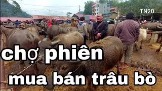 Chợ phiên mua bán trâu bò, xã nghiên loan, tỉnh Thái Nguyên 