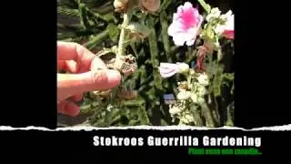 Stokroos Guerrilla Gardening