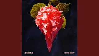 Gladiole