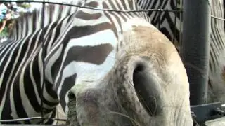 Equus grevyi