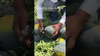 export tarbooz #farming #banana #market #fruit #bananafruit #bananafarmin#viralvideo #trending