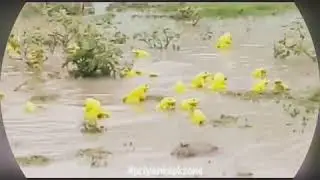 The Yellow indian frogs