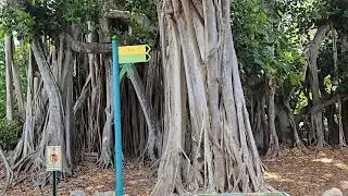 Pinecrest Gardens - Botanical Garden in Pinecrest Florida. Our Visit to South Miami.