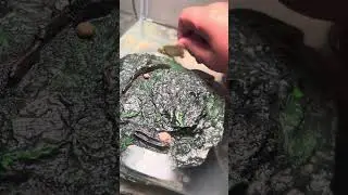 How to get a better bond with your turtle
