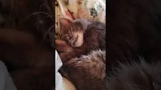 Любимый Нильсик спит, как дитя 💕#catsleeping #cosy #lovelycat