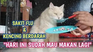 MENGOBATI KUCING FLU DAN KENCING BERDARAH SAMPAI SEMBUH