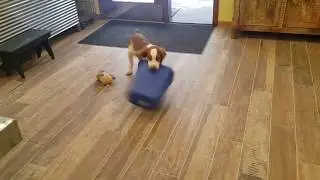Canine Chronicle Video of the Day: Take A Spin