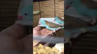 Кормление с руки Синеголового Астрильда (Uraeginthus cyanocephalus)