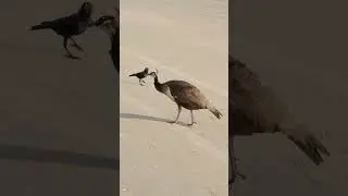 Female Peacock #peacock #shorts