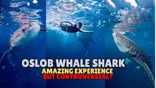 Let's explore Oslob, Cebu! | Oslob Whale Sharks | Tumalog Falls | Sumilon Island