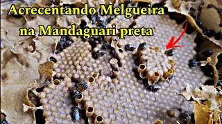 Veja que espet&aacute;culo de Abelha-Mandagauri preta (Scaptotrigona postica) #abelhas #meliponicultura
