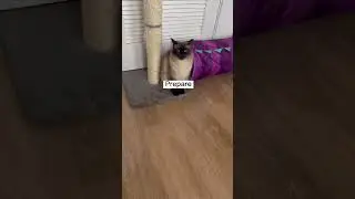 Incredibly expressive cat with an intense battle cry 😂👑