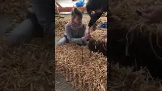 Hoe kort je een strobaal in (deel 1).