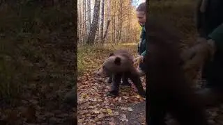 Неловкий момент встречи маленького бурого медведя с чересчур восторженным котом Паллады и...