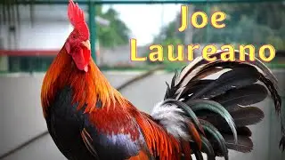 Joe Laureno | Jun Garbez |  IGF