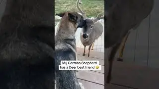 Friendship knows no fur type 🐾❤️#DogAndFriends #AnimalBond #WholesomePets  #FurryFriendship