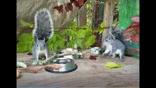 Squirrel Observations (Episode 5, PreK-2): Creating Curiosity: Out the Front Door.