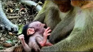 Baby Jessie crying loudly cos other monkey, Sasha new experience for lull baby,