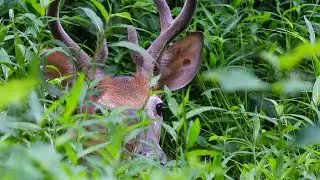 Deer Scream - Random Nature Short 2