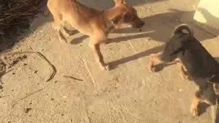 Puppies So Cute, They Fighting Over Toys