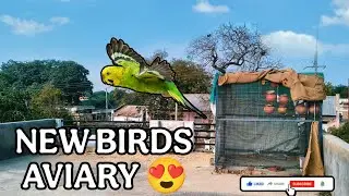 New Birds beutiful aviary in birds breeding Progress 😍...