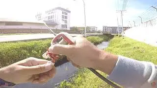 Casting Haruan catch and release #900subs