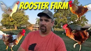 I  have started my very own rooster farm.