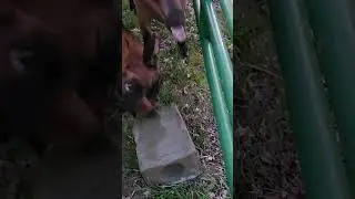 Oberhasli goats and a salt block