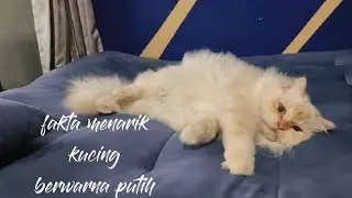 KUCING PUTIH TULI 😱 cek penjeleasannya di sini !!