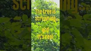 Real Screaming Tree with Bat Colony 🦇🌳 | Mysterious Nature Sounds