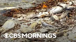 Red tide swamps Florida beaches as they face massive seaweed blob
