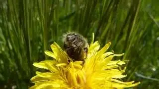 Coleotteri in accoppiamento - Mating Beetles
