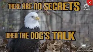 Scratch Talk «Встречаем семью Эли» #apbt #gamedogs #scratch #Elidogs