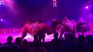 Charles Knie 2017 - Africa