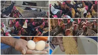 ANDE WALI MURGI GUINEA FOWEL TURKEY BIRD KADAKNATH CHICKS DESI EGGS  FEED AVAILABLE IN OFFER PRICE 