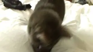 nyx vs spike and the camera